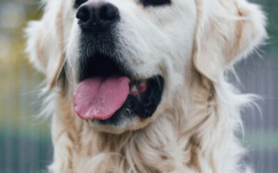 Portret hond