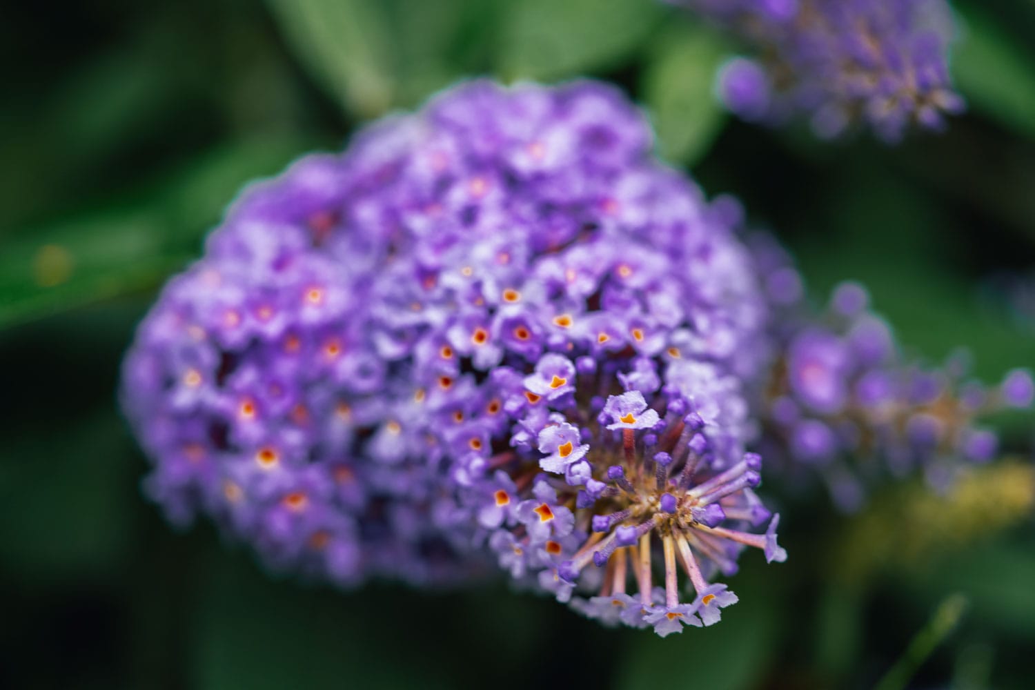 AshleyF-2509-vlinderstruik