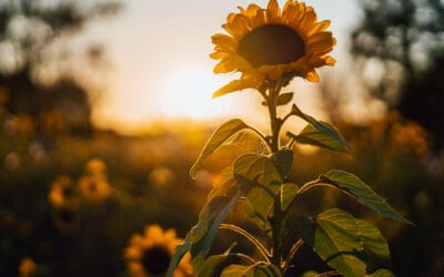 Zonnebloem in Colijnsplaat